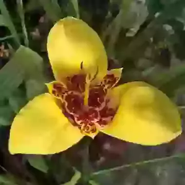 Canariensis